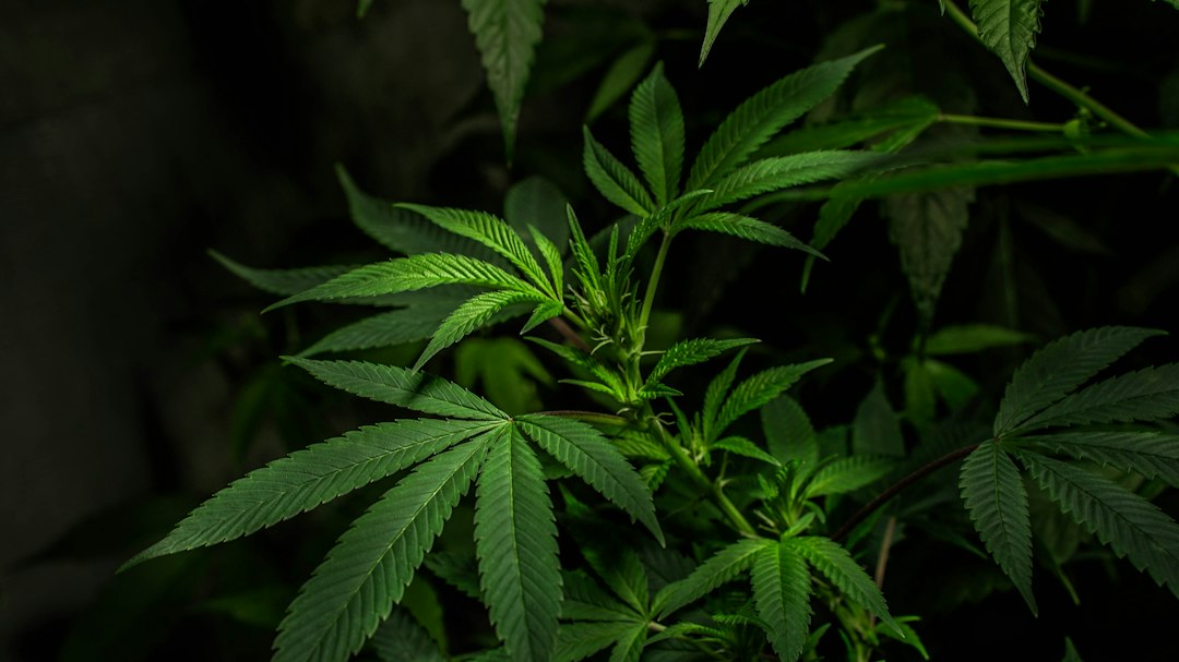 Close-up of vibrant green cannabis leaves against a dark background